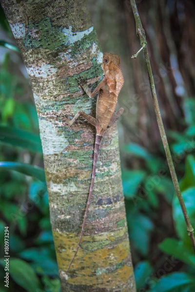 Obraz Lezard - Costa Rica