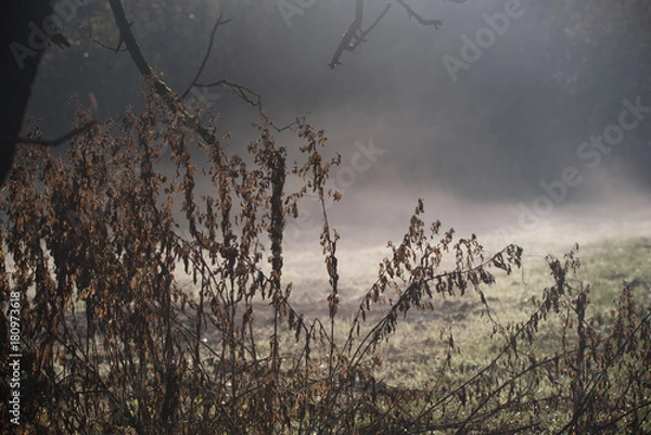 Obraz Mist in the autumn sunrise