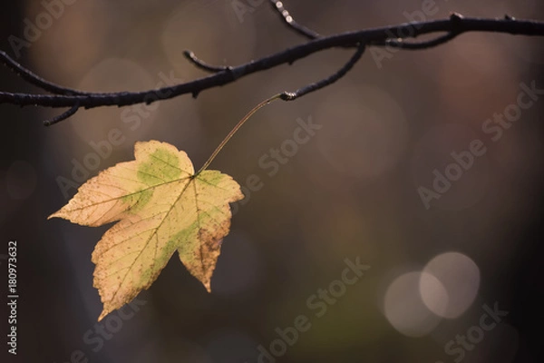 Obraz Single autumn leaf left on the branch in the sunrise sun