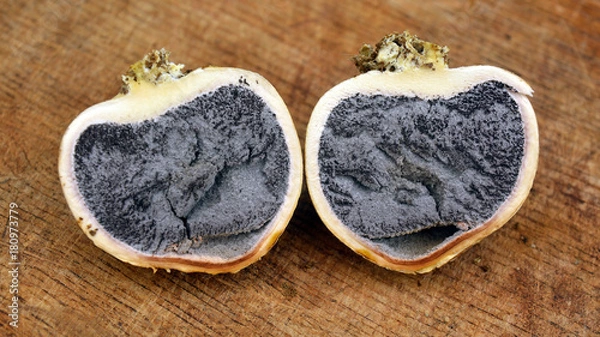 Fototapeta scleroderma citrinum fungus