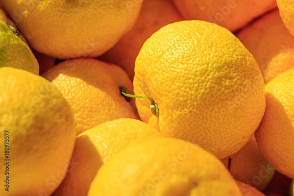 Obraz Many Yuzu in the container