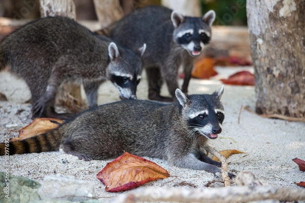 Obraz Szop - Kostaryka
