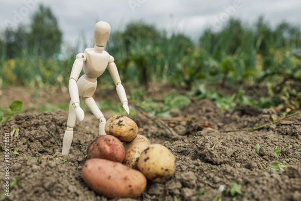 Fototapeta A man in a white figure is standing in a field of potatoes