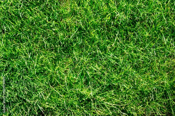 Fototapeta green grass background