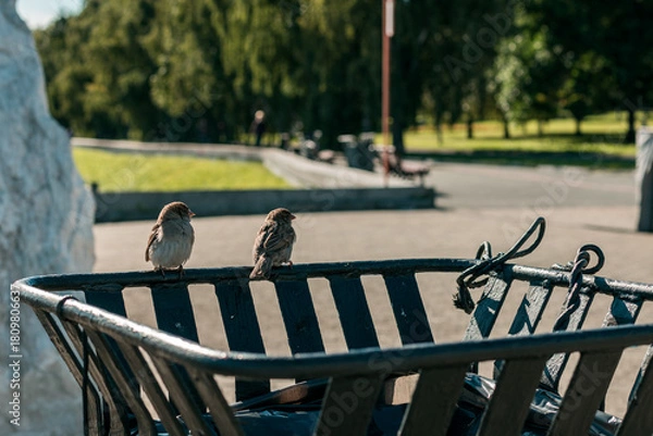 Fototapeta Two birds are perched on a trash can