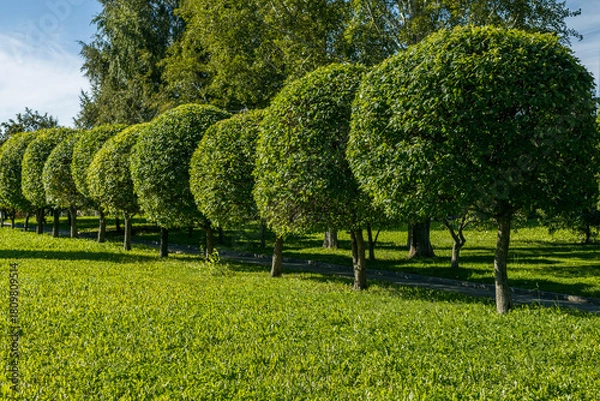 Fototapeta A row of bushes with green leaves and a green grassy field in the background