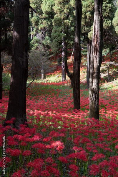 Obraz 彼岸花の絨毯