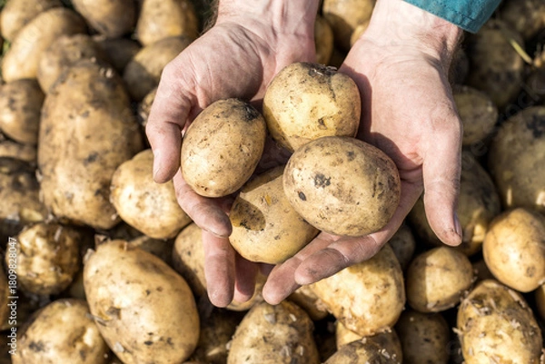 Fototapeta A bunch of potatoes are being held by a person