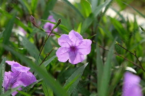 Obraz A beautiful violet flower