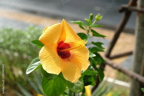 Obraz A beautiful yellow flower