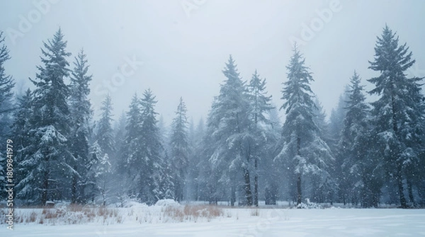 Obraz Peaceful Winter Forest Landscape with Gentle Snowfall