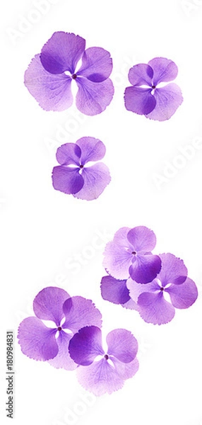 Obraz flores aisladas cayendo