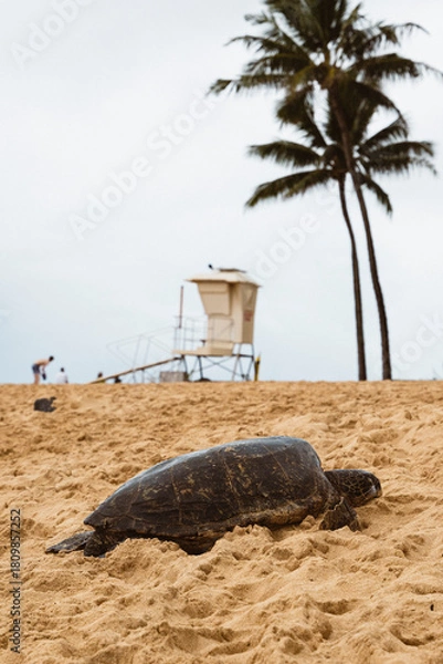 Obraz Eine Schildkröte am Strand von Hawaii. Reptil im Sand am Strand.