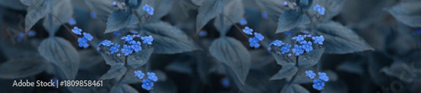 Obraz Delicate Blue Flowers Thriving Amidst Green Foliage in Natural Setting