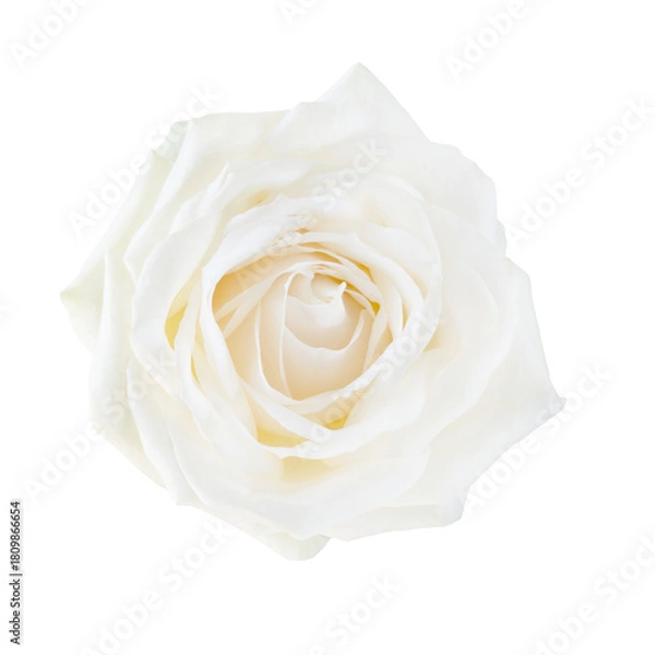 Obraz White rose flower.