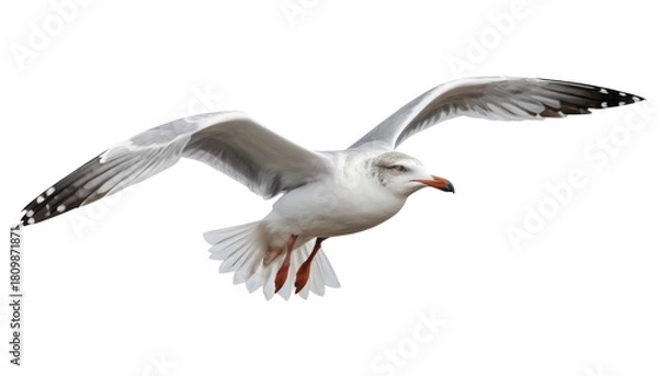 Fototapeta Majestic Seagull in Flight Over a Clear Sky with Extended Wingspan