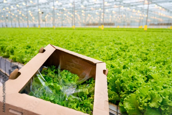 Obraz Bright green lettuce is harvested and packed in boxes inside a spacious commercial greenhouse. Advanced hydroponic systems support robust growth of crops year-round