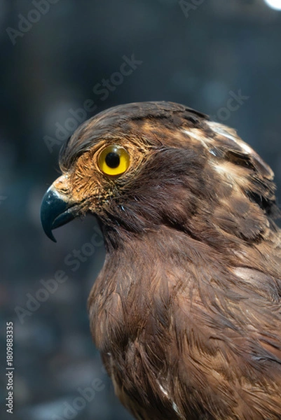 Fototapeta Close-up of a brown raptor with intense yellow eyes and textured feathers, highlighted against a softly blurred background.