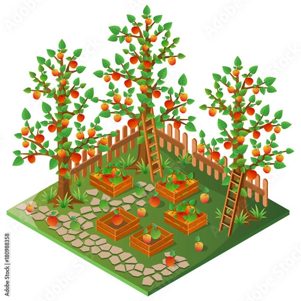 Obraz Orchard. Autumn harvest of apples. 3D isometric view. Vector illustration.