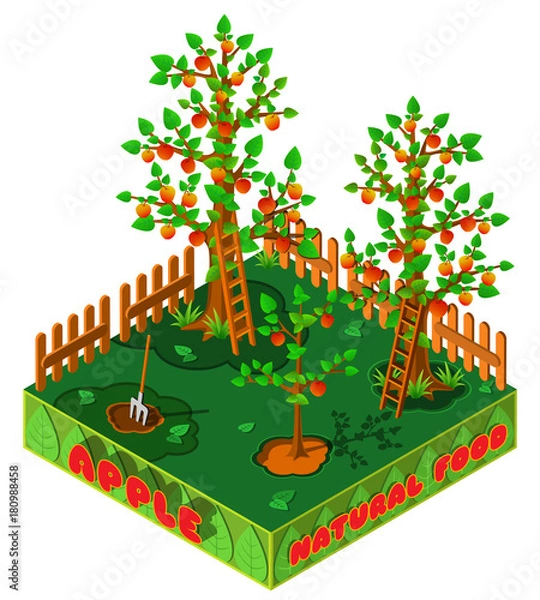 Fototapeta Apple harvest. Country garden in autumn. 3D isometric view. Vector illustration.