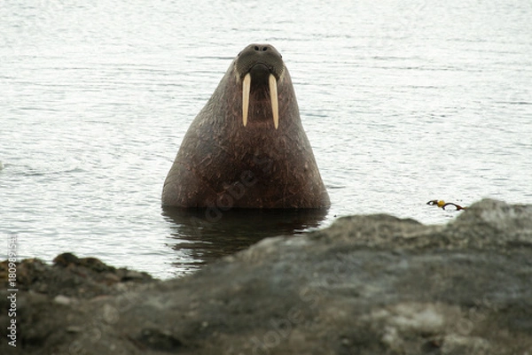 Obraz Morse, Odobenus rosmarus, Spitzberg, Svalbard, Norvège