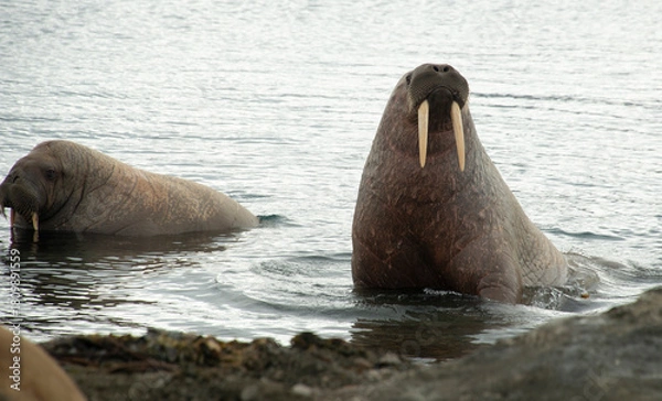 Fototapeta Morse, Odobenus rosmarus, Spitzberg, Svalbard, Norvège