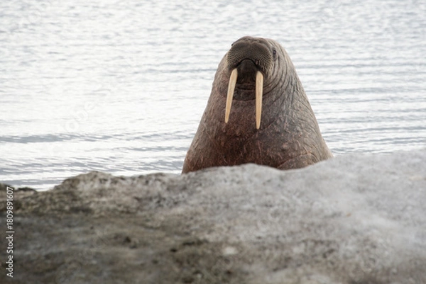 Obraz Morse, Odobenus rosmarus, Spitzberg, Svalbard, Norvège