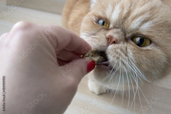 Obraz hand feeds cat