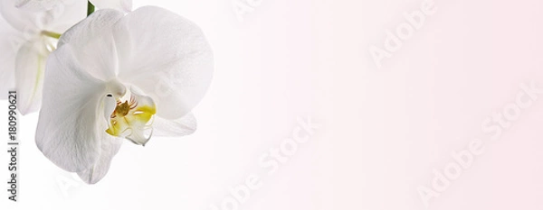 Obraz orquídea aislada blanca