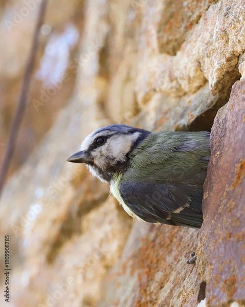 Obraz Mésange bleue sur un mur