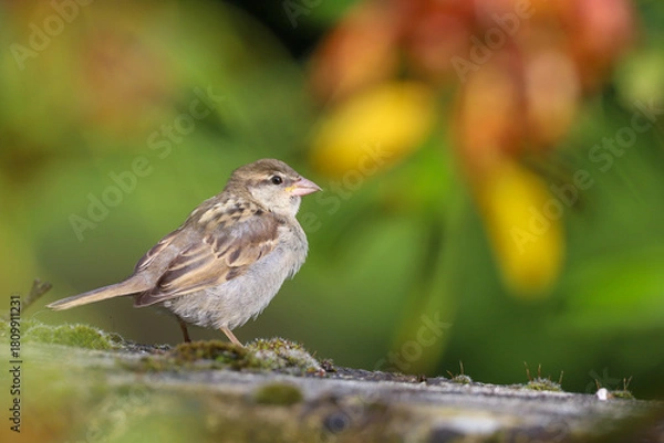 Obraz Moineau femelle sur un mur