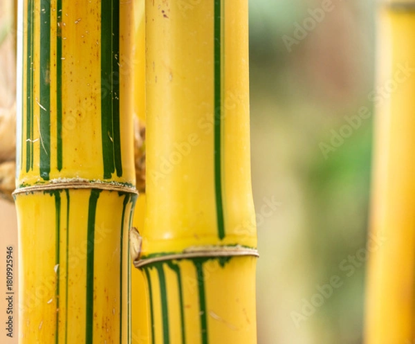 Fototapeta yellow bamboo background