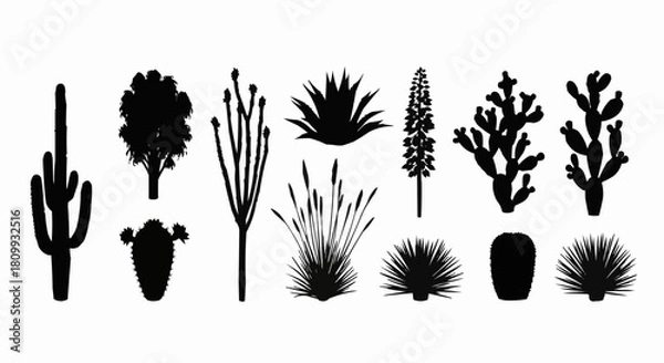 Fototapeta Silhouettes of various desert plants and cacti in black and white.
