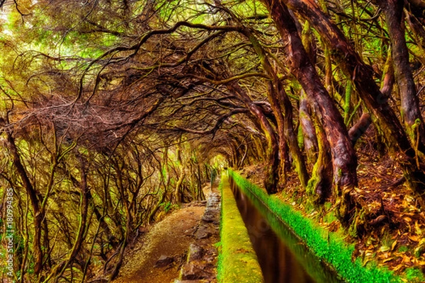Obraz Beautiful forest trail in the mountains, along levada 25 Fontes 