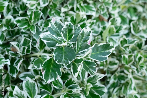 Obraz Close up of green and white variegated ivy plant in garden in Morningside, Edinburgh, Scotland, UK