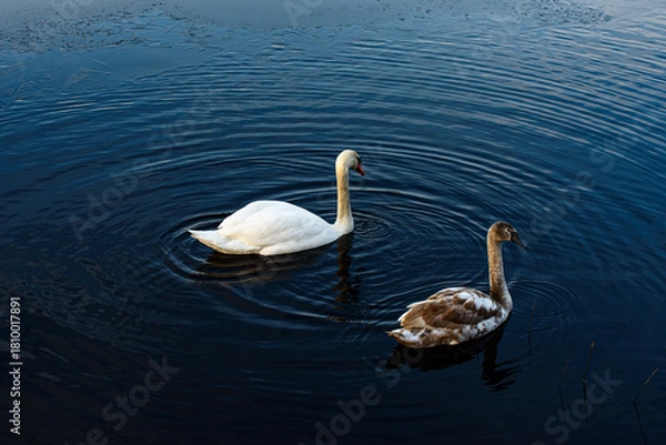 Obraz An adult white swan and a juvenile brown swan swim together on calm dark-blue water, creating gentle ripples around them