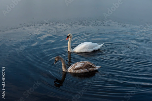 Obraz An adult white swan and a juvenile brown swan swim together on calm blue water near thin ice, creating gentle ripples around them.
