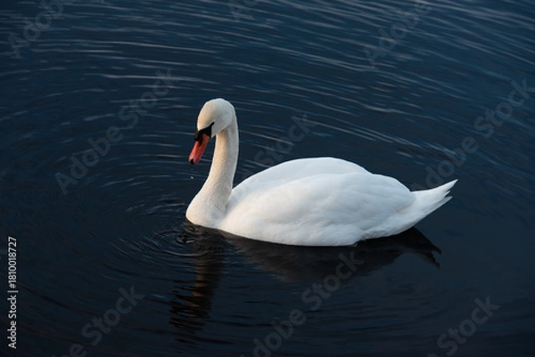 Obraz A graceful white swan glides smoothly across dark blue water, creating soft ripples and reflecting peacefully on the calm surface.