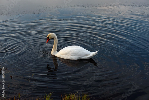 Obraz A white swan glides gracefully across dark rippled water near the shore, creating soft circular waves and reflecting on the calm surface.