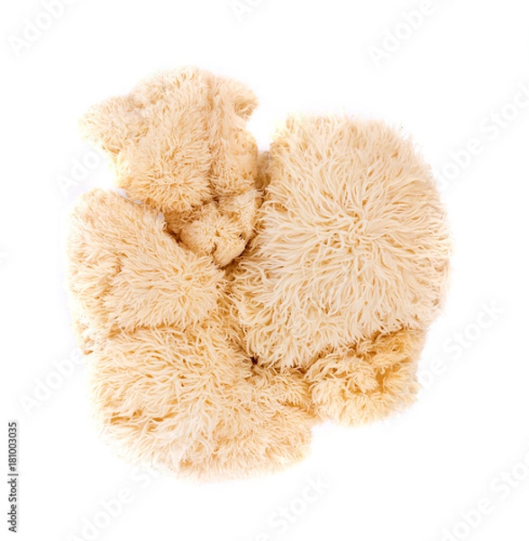 Obraz grzyb lwa na białym tle