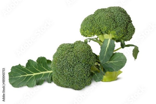 Obraz Fresh broccoli with vibrant green color and healthy leaves displayed on a white background