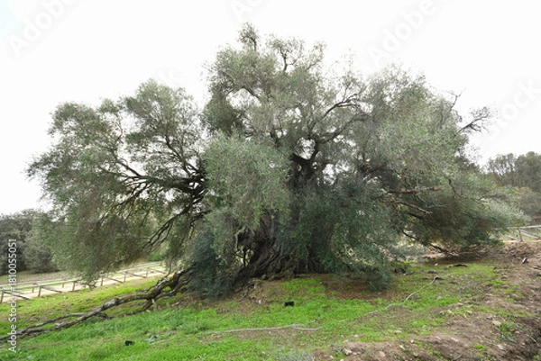 Obraz Sardinien Olivenbaum 