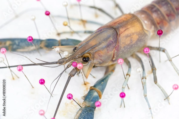 Fototapeta Exemplar of Macrobrachium rosenbergii, also known as the giant river prawn or giant freshwater prawn for education.