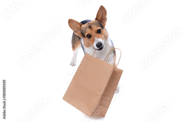 Obraz puppy holding the bag