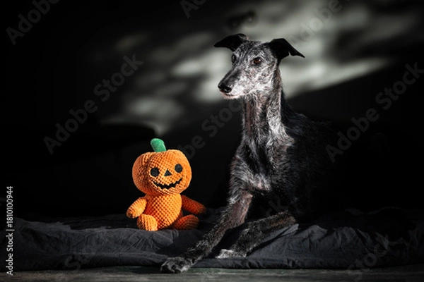 Obraz Hund mit Kürbis Plüschtier