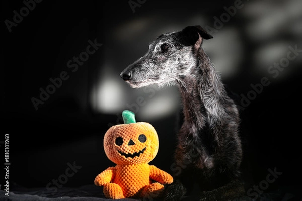 Obraz Hund mit Kürbis Plüschtier