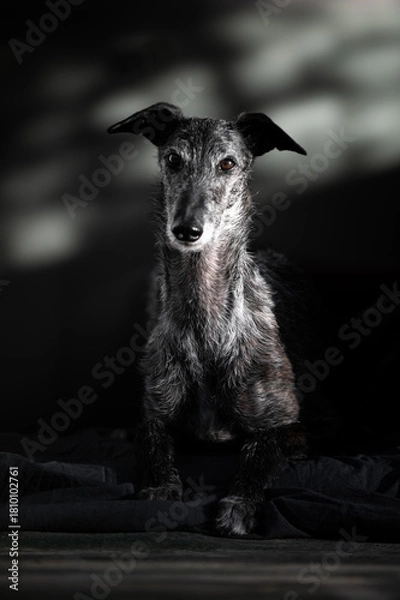 Obraz Hochformat Porrait eines Galgo Espanol 