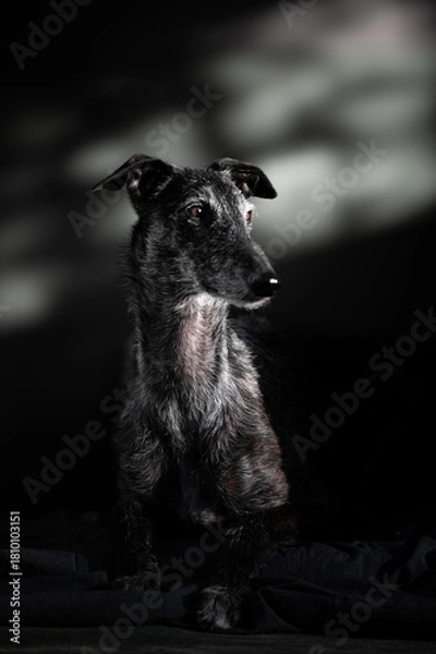 Obraz Hochformat Porrait eines Galgo Espanol 
