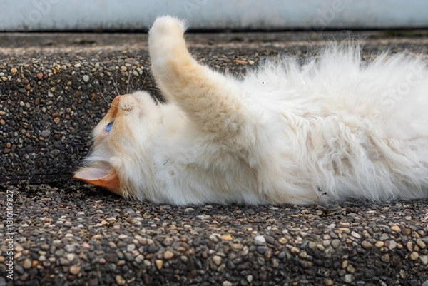 Obraz Birman cat lying on his back on stairs
