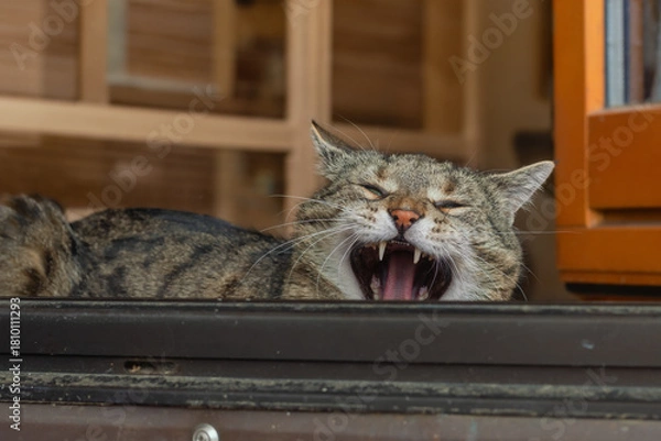 Obraz Yawning tabby cat lying in an open door leading to a room with wooden furniture